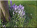 Bluebells in Coniston Close