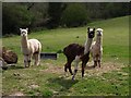 Alpacas near Westcott