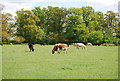 Cattle, Denne Park