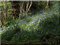 Bluebells in Woodcock Wood (3)