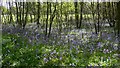 Bluebell woodland near Dangstein