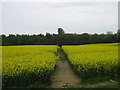 Footpath to Hassocks Wood