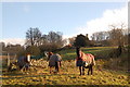 The Cotswold Way at Lower Coscombe