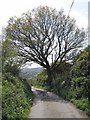 Lane below Mardon Down