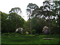 A glade in the Rhododendron Gardens, Plas Newydd