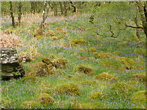 NS0679 : Bluebell wood on track from Glenstriven to Ardtaraig by John Ferguson