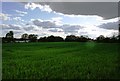 Wheat field near Billingshurst