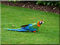 Larmer Tree Gardens, one of the residents