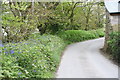 Spring hedgerow at Lower Grumbla