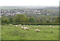 Grazing sheep, above Aish