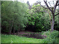 Pond on the edge of the Hurtwood, Holmbury St Mary