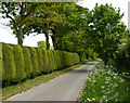 Lane near Thrandeston