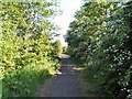 Footpath to Ashton Moss