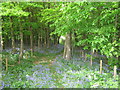 Footpath in Limekiln Wood