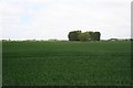 Copse in the distance