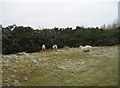 SP8406 : Sheep on Coombe Hill by ad acta