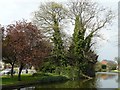 Canal Trees