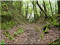 The footpath through Woolley Woods which leaves the A39 only to rejoin it further on.