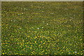 A field of spring flowers