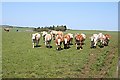 Inquisitive Cattle