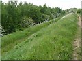 Path by Toton sidings looking at the Silver Birch wood