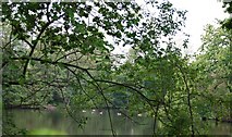 TQ5945 : Somerhill Lake through the trees by N Chadwick