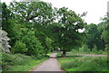 Footpath through Somerhill Estate