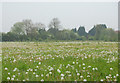 Dandelion clocks near Long Itchington