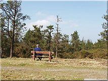 S9618 : Bench in the pines on Forth Mountain by David Hawgood