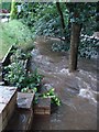 The River at the bottom of my garden