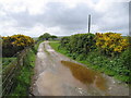 Gorse and puddles