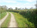 Buttercups growing beside farm track