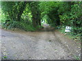 Bridleway heading up to Ronald Wood