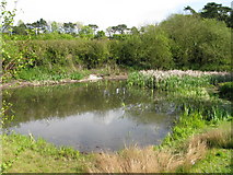 TR3054 : View of Buttsole pond, Eastry by Nick Smith
