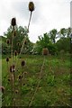 Teasles & Rushy Mead