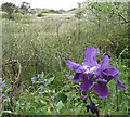 Bearded Iris growing in the Formby sand