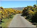 NG3754 : Gorse by the old road by Dave Fergusson