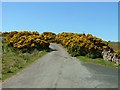 NG3754 : Gorse by the old road by Dave Fergusson
