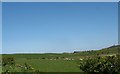 Grazing sheep in fields east of the Four Crosses lane