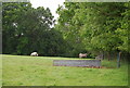 Sheep & water trough north of Horns Lodge Lane