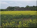 Farm buildings across a field of oilseed rape