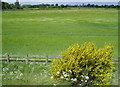 A Suffolk field