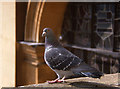 Pigeon in the Front Quad, The Queen