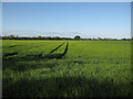 Barley field