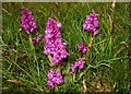 SK1773 : Orchids, Cressbrook Dale National Nature Reserve by Simon Huguet