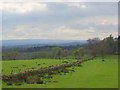 Pastures near Lanercost