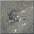 Roadkill, Woodway Road