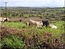 H2202 : Cattle in Irish landscape by Oliver Dixon