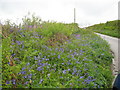 Cornish roadside late spring flowers