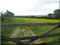 Grazing meadow at Beara Farm